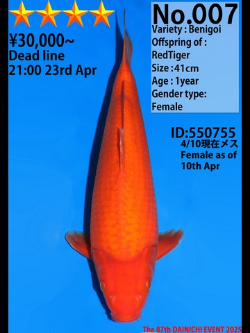 007_41cm_RedTiger_550755_s4_FE_(Kopie).JPG