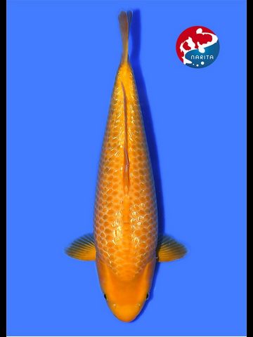 495158165_9782810641773044_349048048179686762_n_(Kopie).jpg